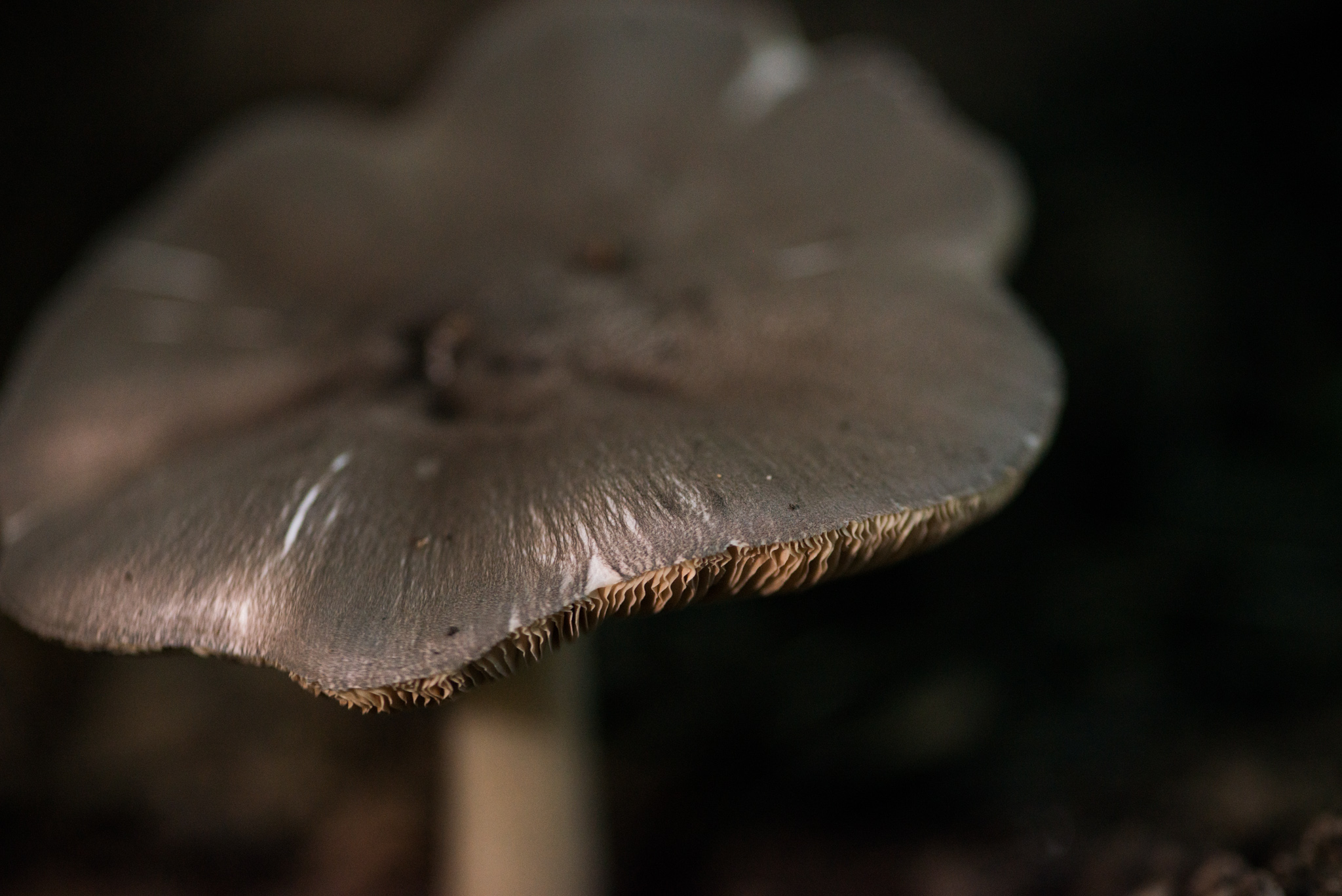 Catherine Shiflett Photography, a mushroom in the forest, shot on Nikon D800