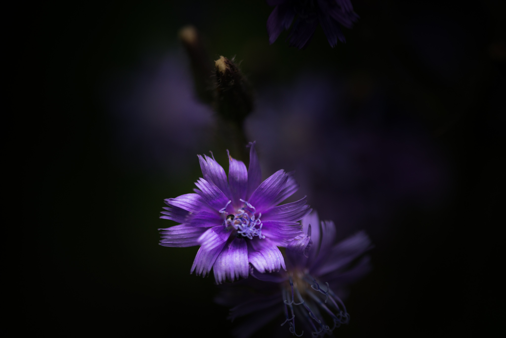 Catherine Shiflett Photography, purple flower, shot on Nikon D800