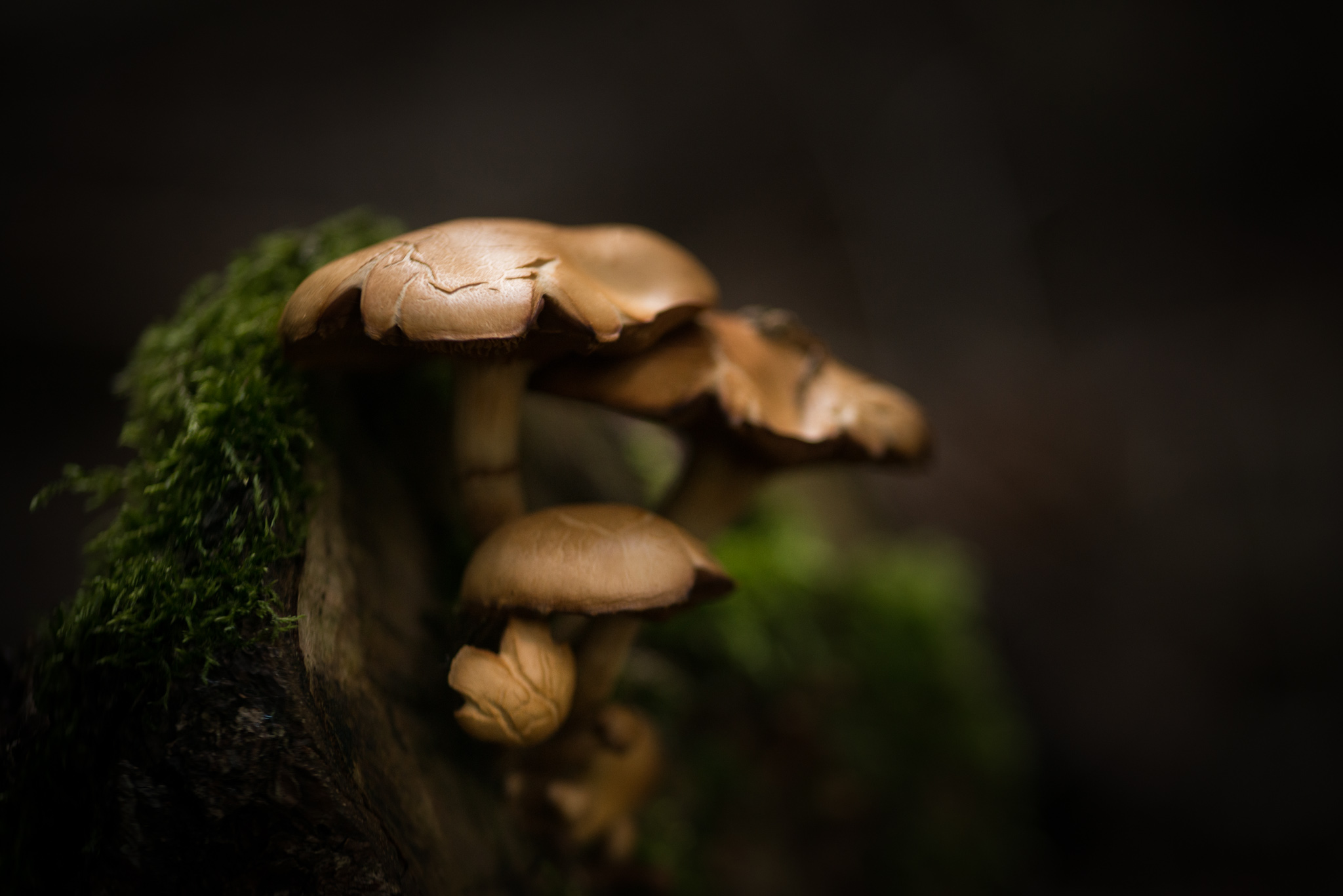 Catherine Shiflett Photography, a mushroom in the forest, shot on Nikon D800