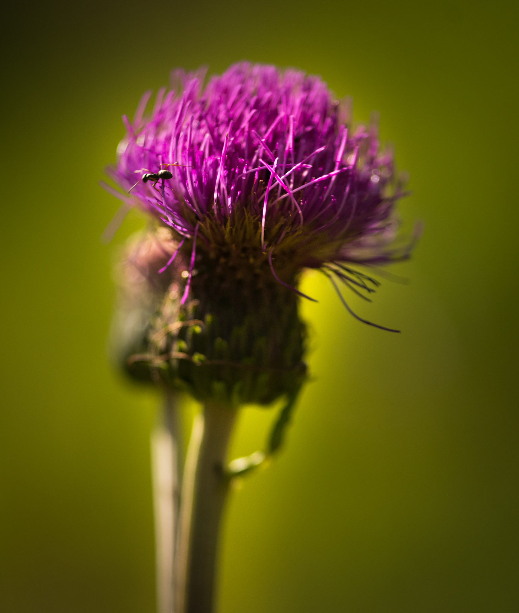 Catherine Shiflett Photography, thistle, shot on Nikon D800