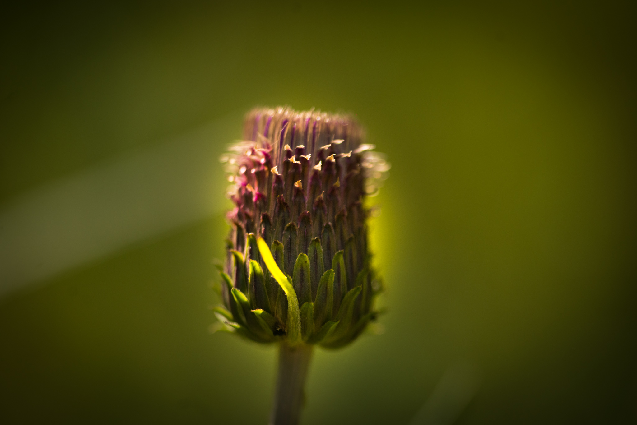 Catherine Shiflett Photography, thistle blossom, shot on Nikon D800