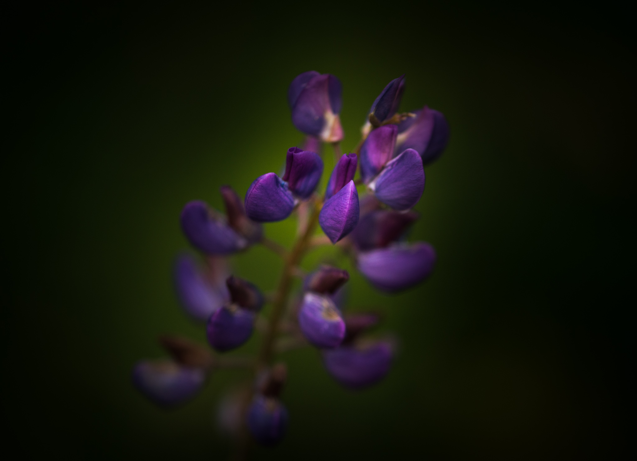 Catherine Shiflett Photography, purple flower, shot on Nikon D800