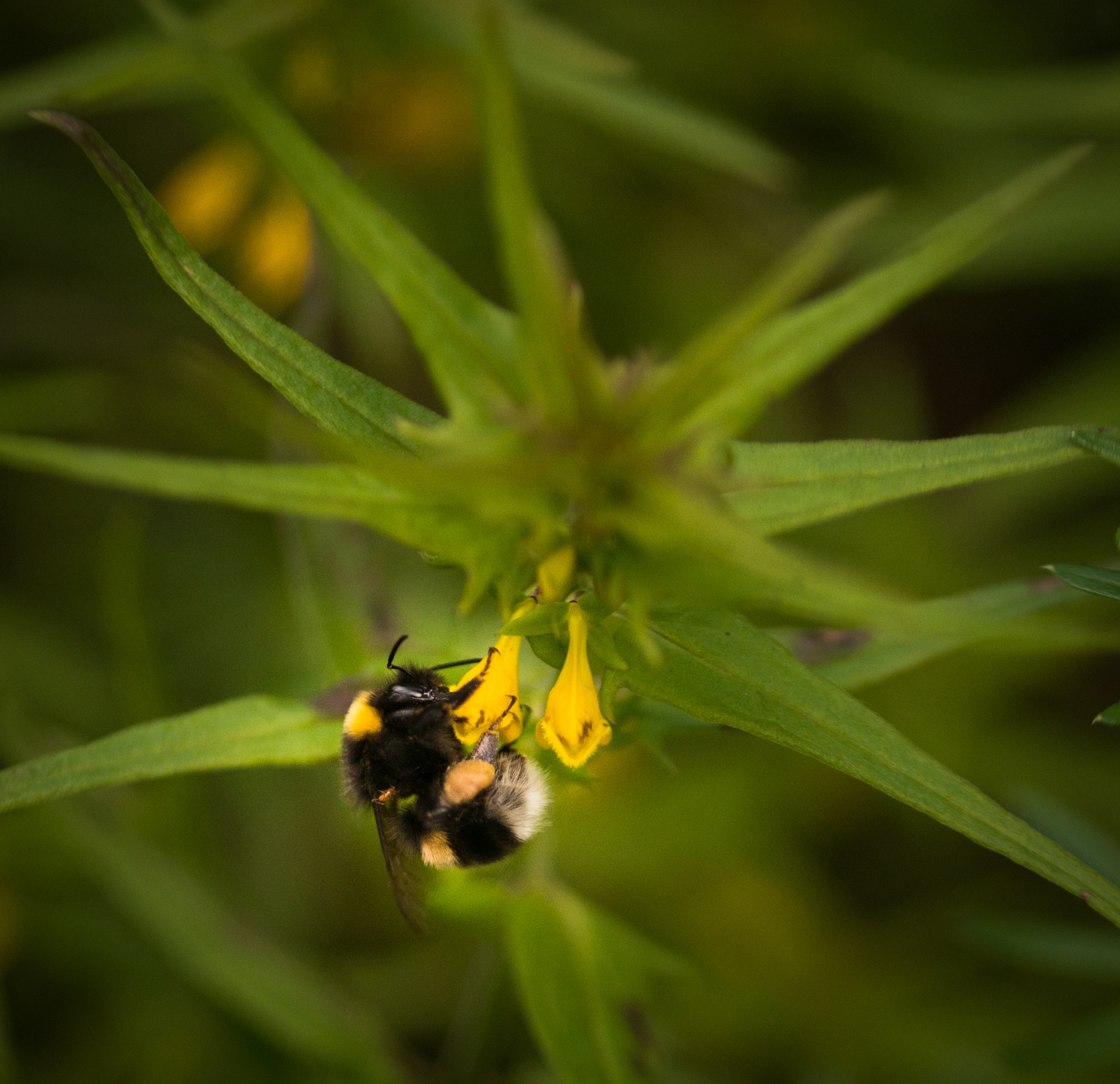 Catherine Shiflett Photography, Photo of a bee weighing down a flower, shot on Nikon D800