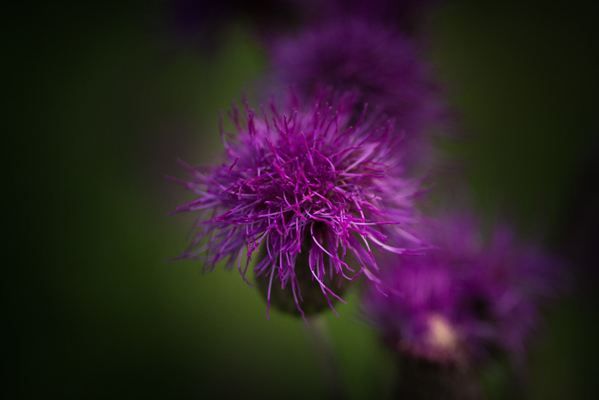 Catherine Shiflett Photography, thistle, shot on Nikon D800