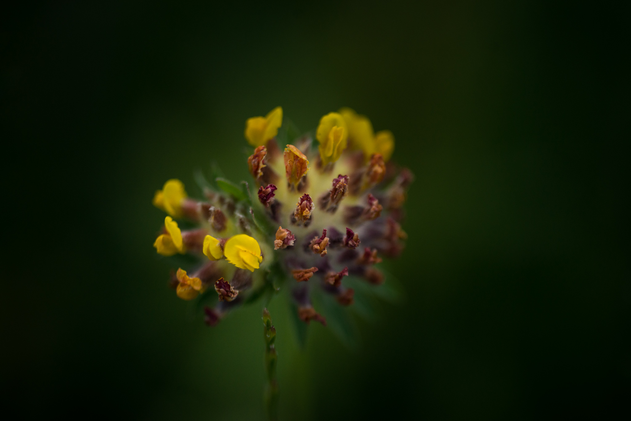 Catherine Shiflett Photography,  flower in the forest, shot on Nikon D800