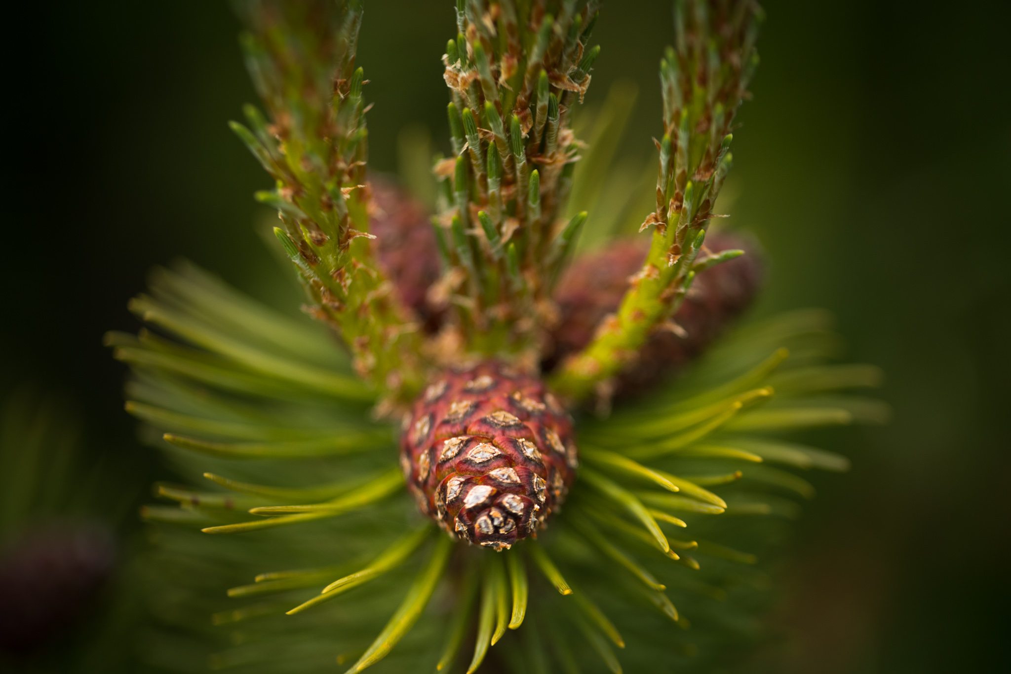 Catherine Shiflett Photography, close-up of a pinecone growing on a pine branch, shot on Nikon D800