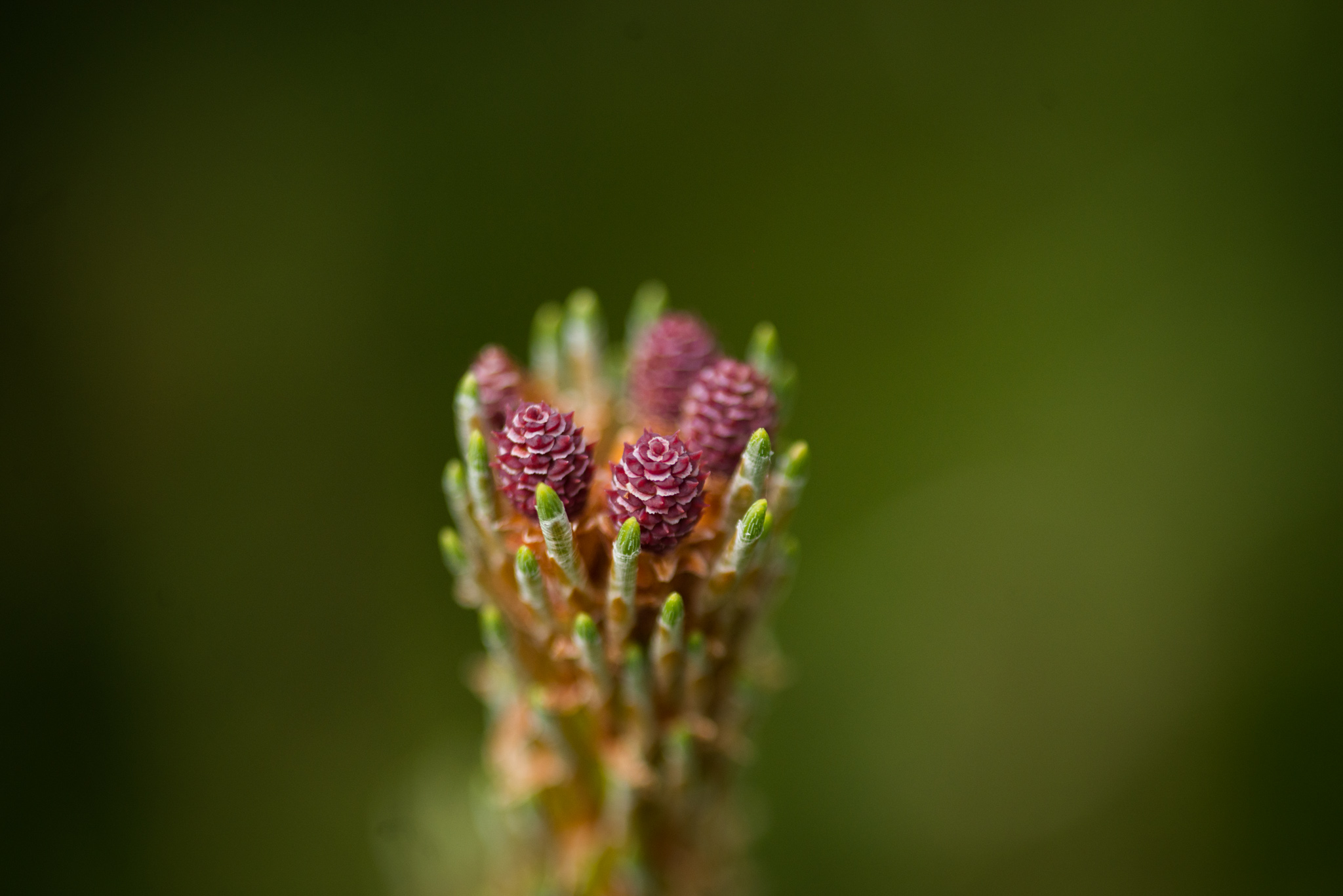 Catherine Shiflett Photography, close-up of a pinecone growing on a pine branch, shot on Nikon D800