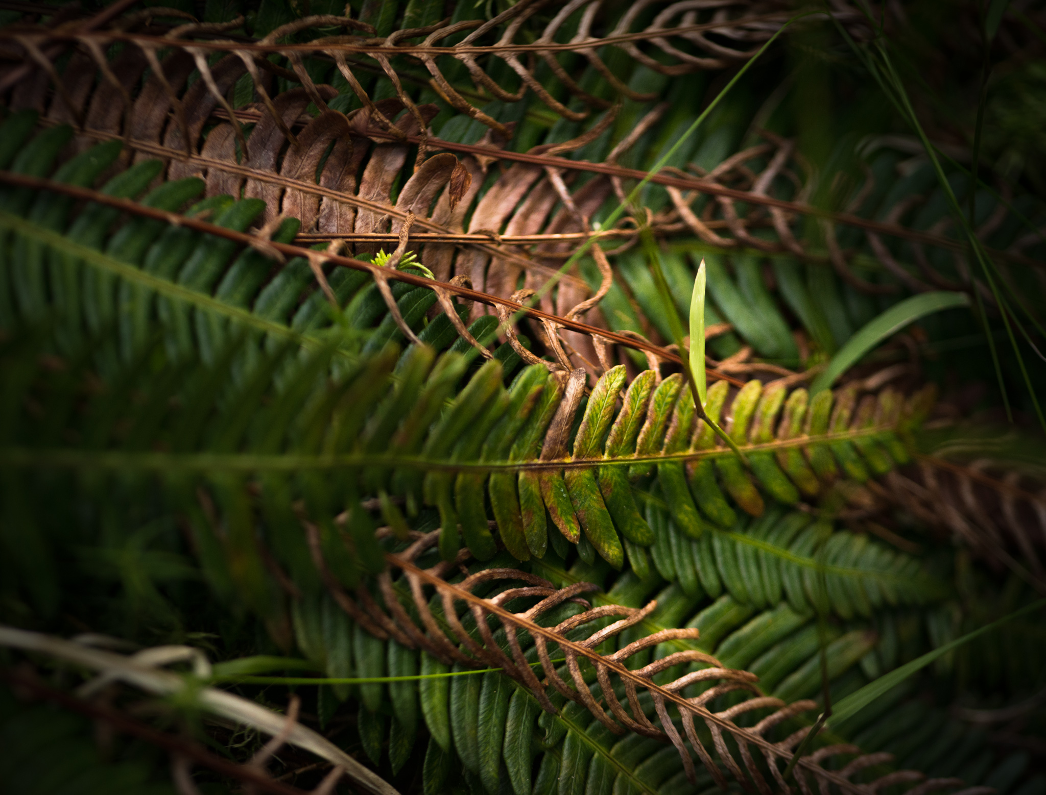 Catherine Shiflett Photography, green and brown fern leaves, shot on Nikon D800