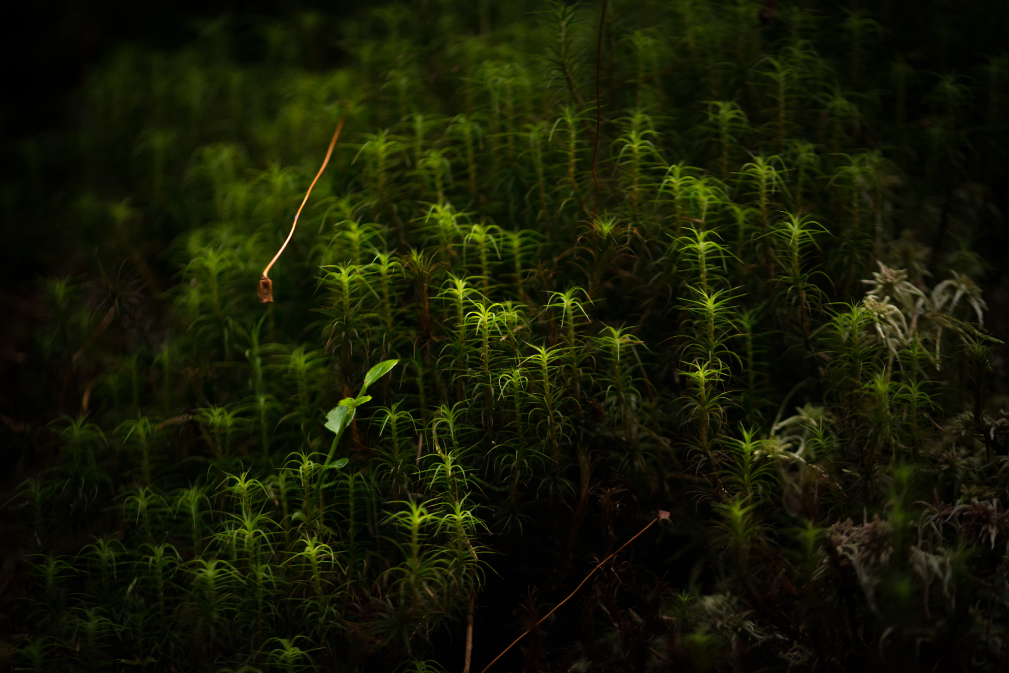 Catherine Shiflett Photography, bed of moss in the forest, shot on Nikon D800