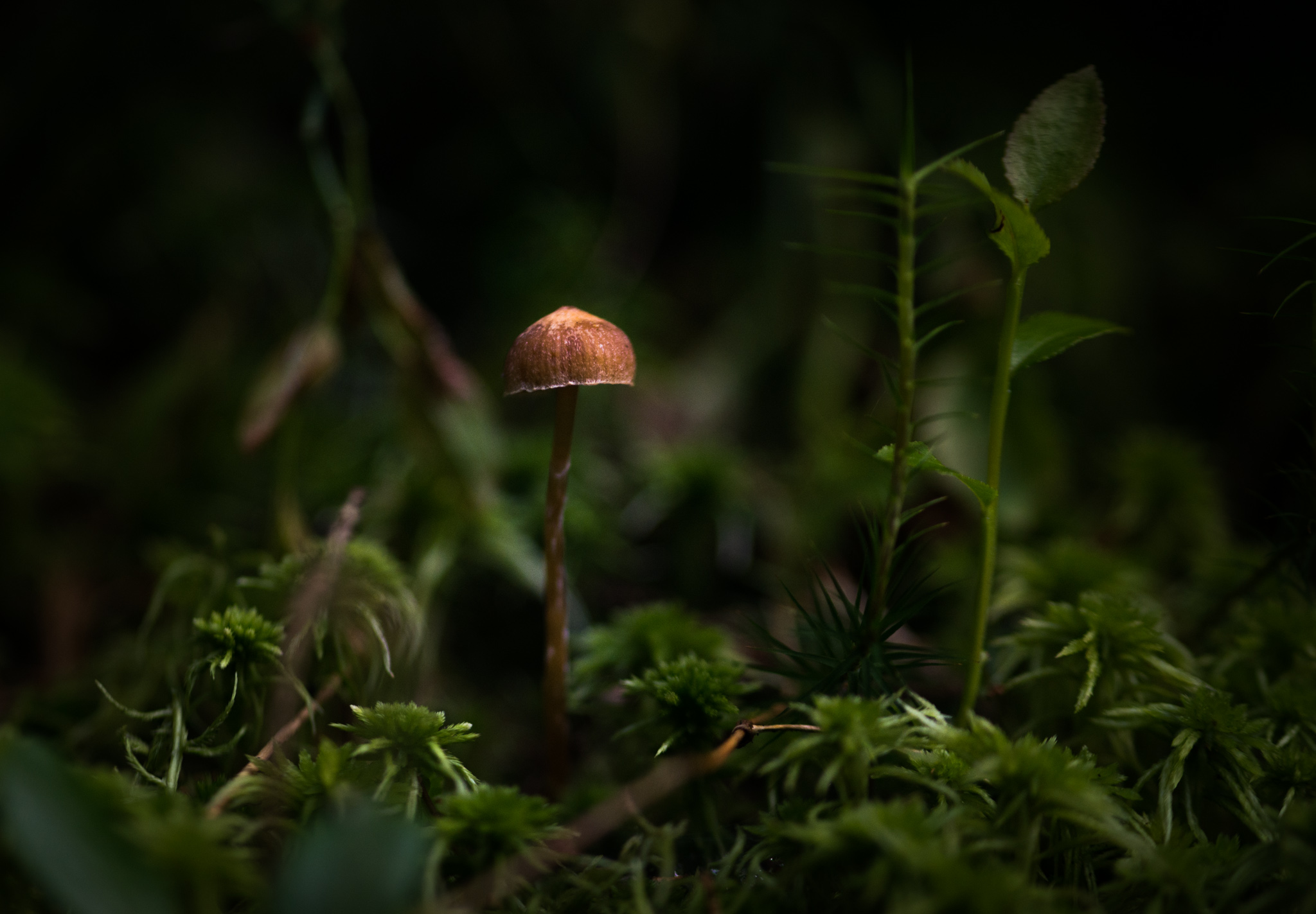 Catherine Shiflett Photography, a mushroom in the forest, shot on Nikon D800