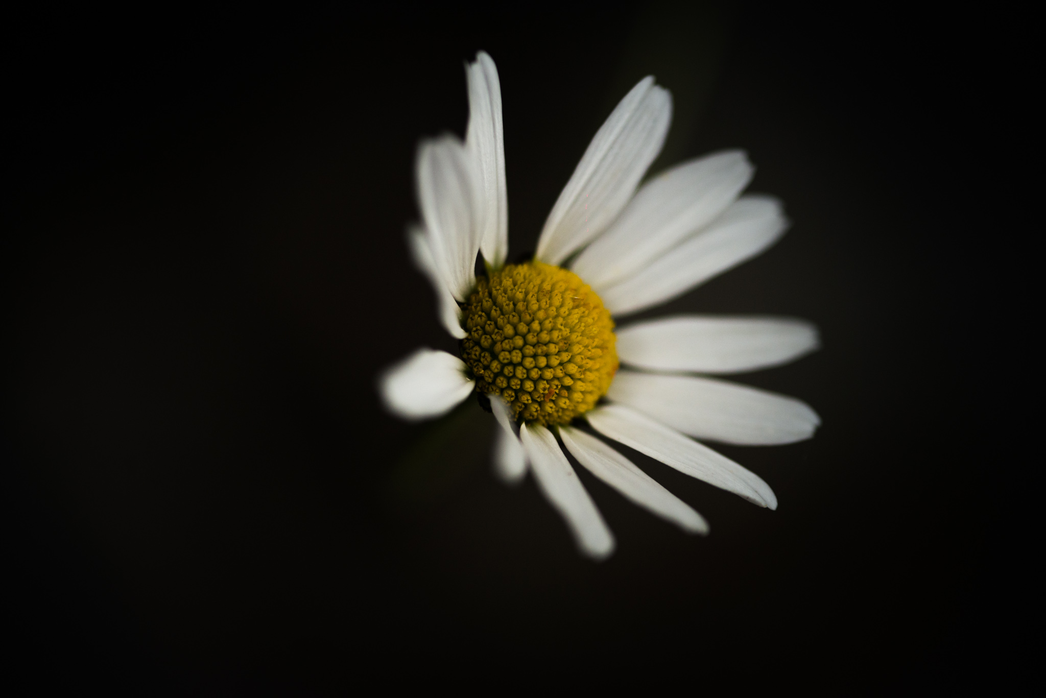 Catherine Shiflett Photography, flower with white petals in the forest, shot on Nikon D800