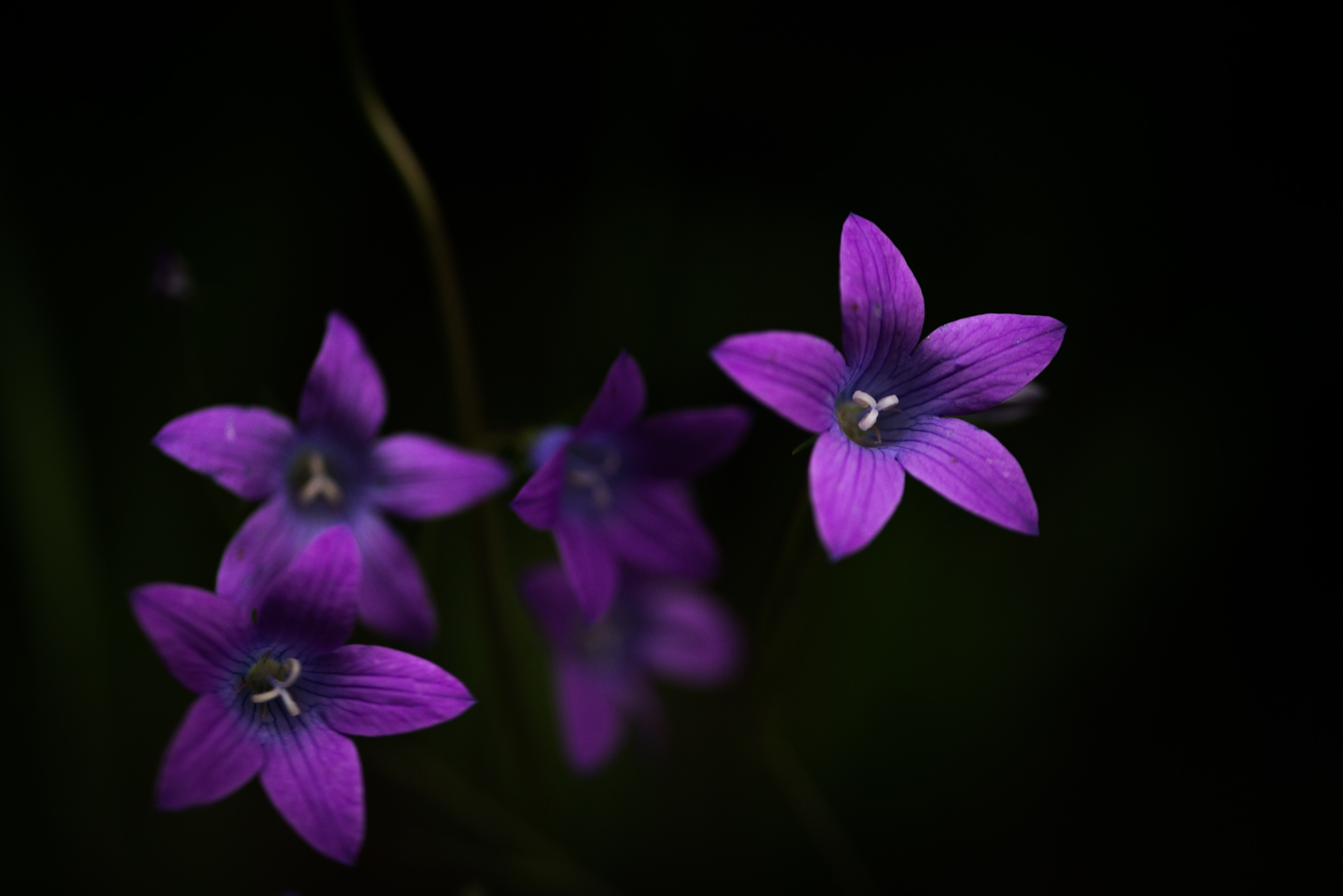 Catherine Shiflett Photography, flora, bright purple flower, shot on Nikon D800