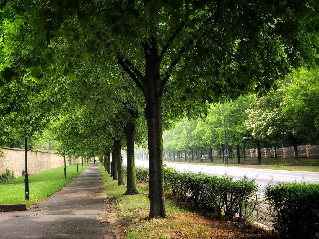 Catherine Shiflett Photography, trees on a boulevard, Prague, Czech Republic, shot on Nikon D800