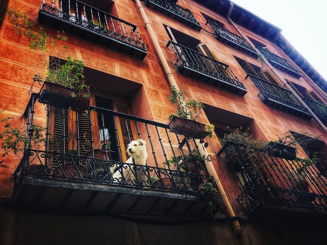 Catherine Shiflett Photography, dog on a balcony, Spain, shot on Nikon D800