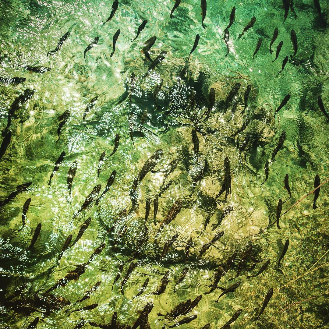 Catherine Shiflett Photography, fish in the water, Plitvice Lakes, Croatia, shot on Nikon D800