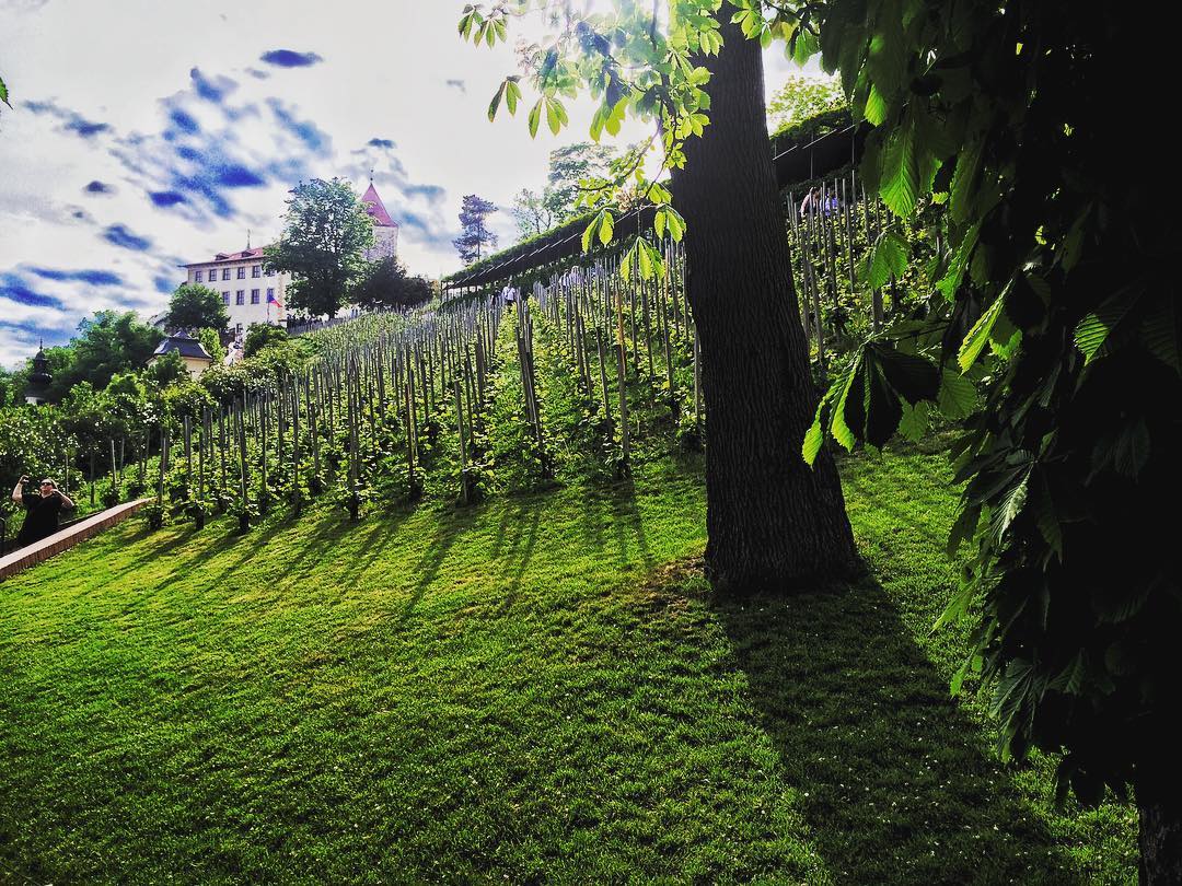 Catherine Shiflett Photography, vineyard at Prague Castle, Czech Republic, shot on Nikon D800