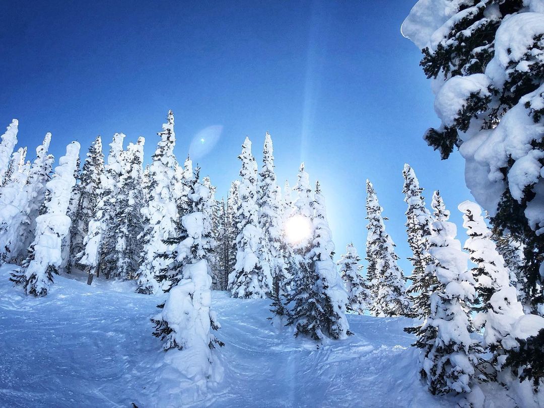 Catherine Shiflett Photography, trees in the winter, Colorado, shot on Nikon D800