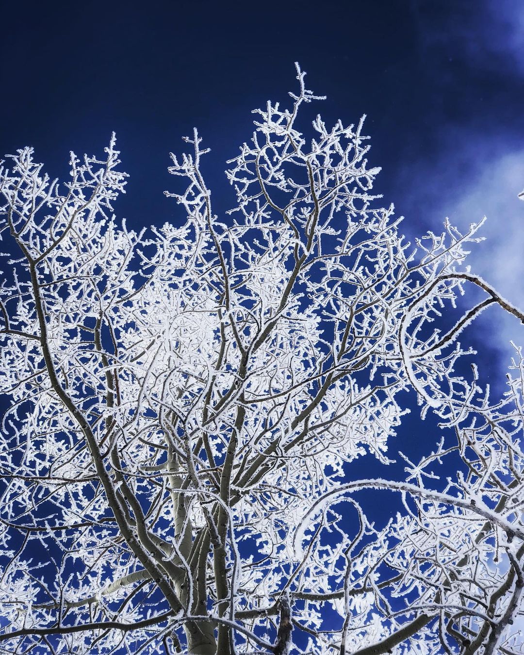 Catherine Shiflett Photography, trees in the winter, Colorado, shot on Nikon D800