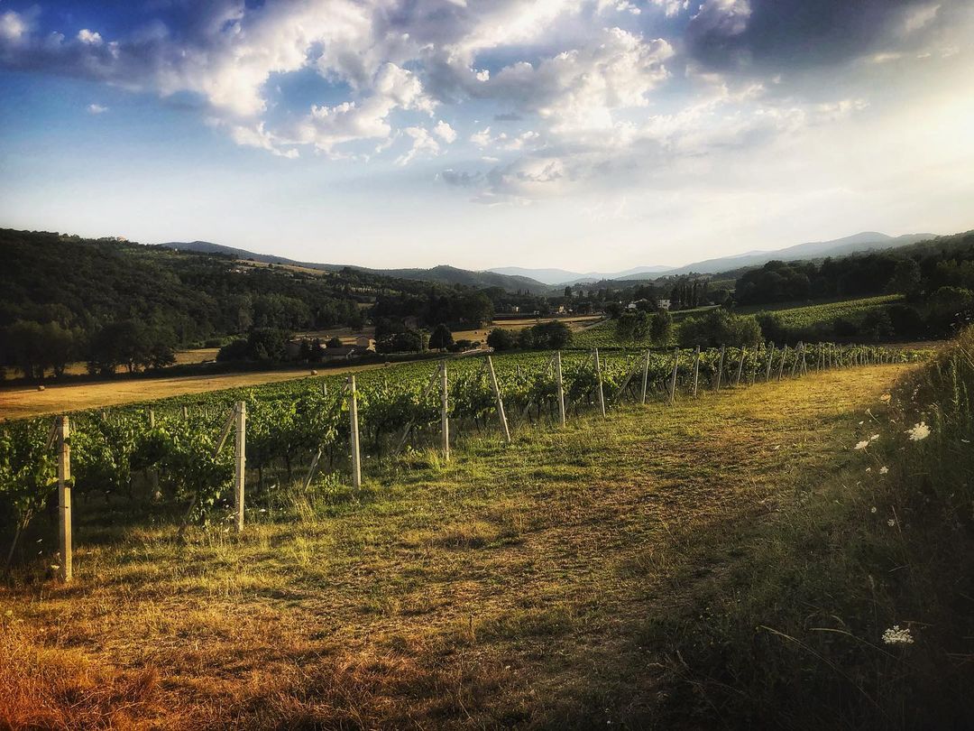 Catherine Shiflett Photography, Tuscan vineyard, Italy, shot on Nikon D800