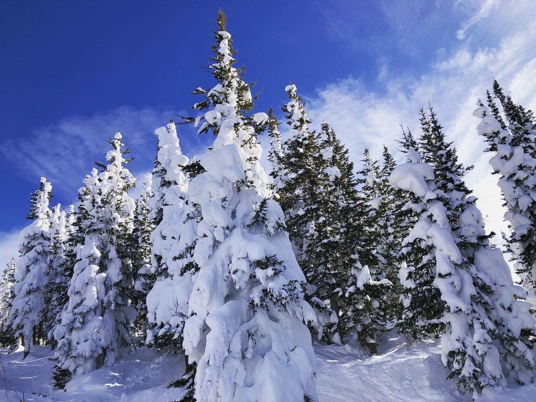 Catherine Shiflett Photography, trees in the winter, Colorado, shot on Nikon D800