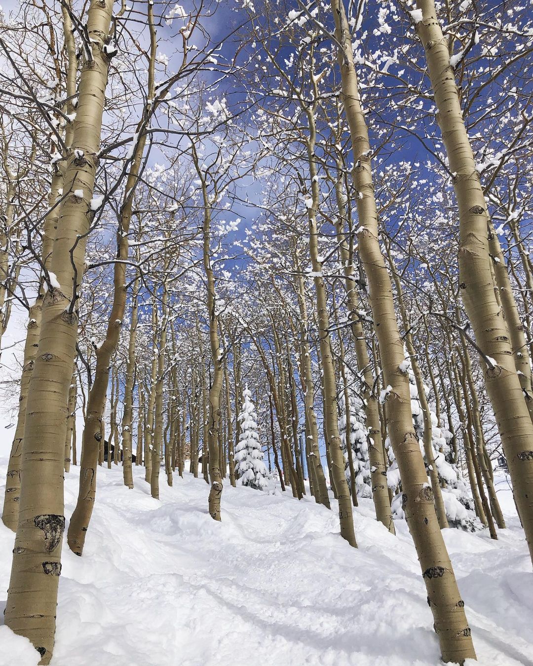 Catherine Shiflett Photography, trees in the winter, Colorado, shot on Nikon D800