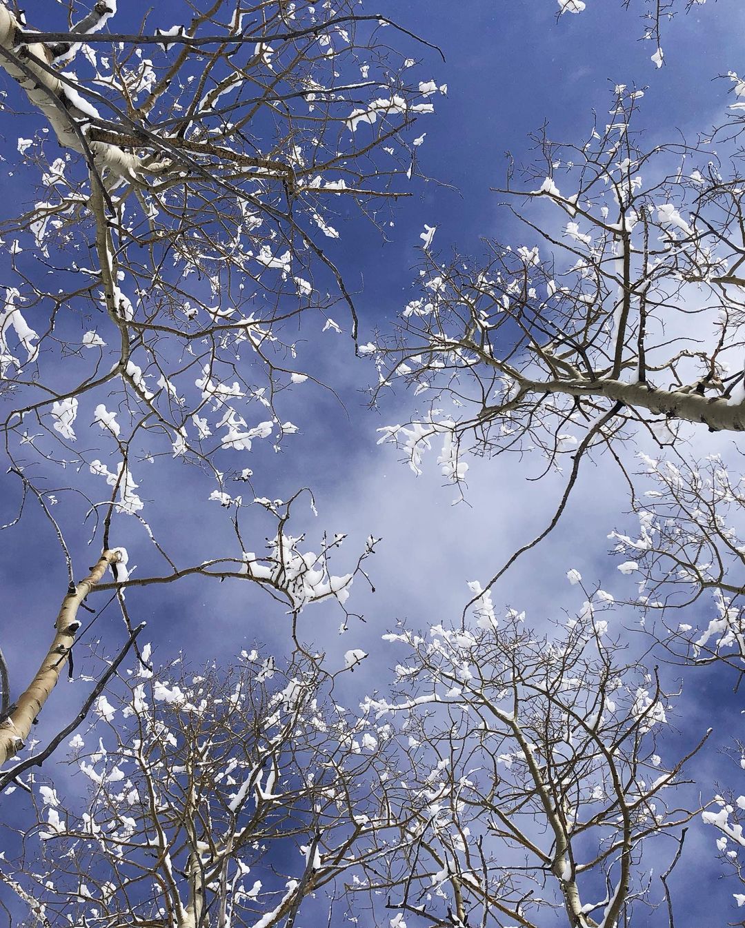 Catherine Shiflett Photography, trees in the winter, Colorado, shot on Nikon D800