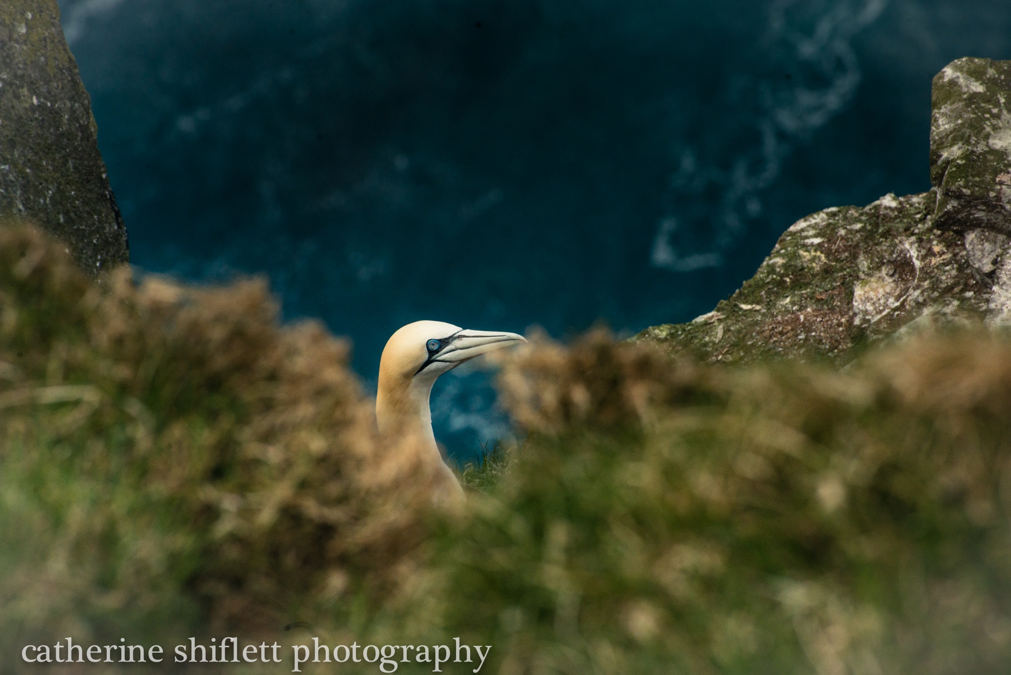 Catherine Shiflett Photography, sea birds in the Faroe Islands, shot on Nikon D800