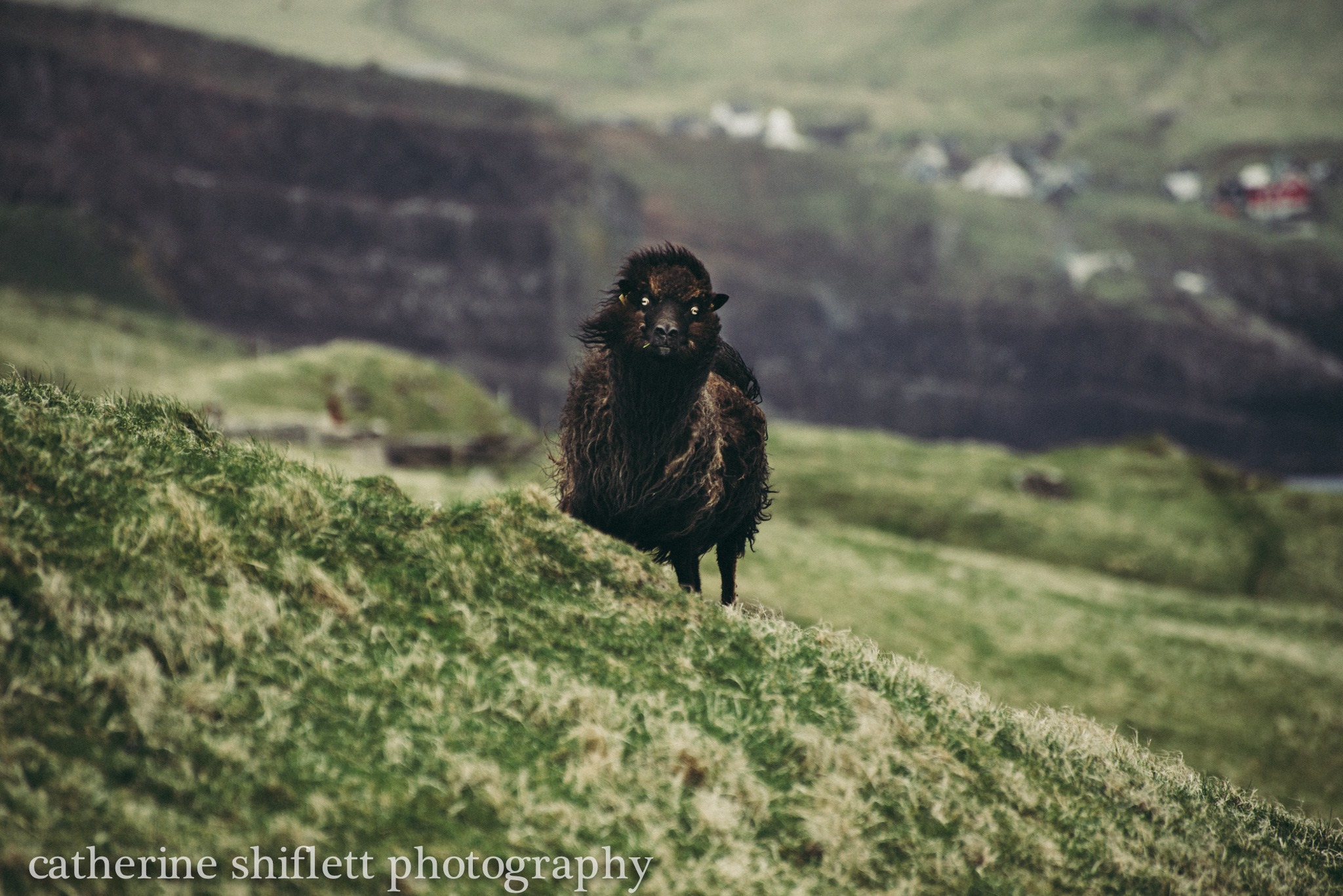 Catherine Shiflett Photography, black sheep in the Faroe Islands, shot on Nikon D800