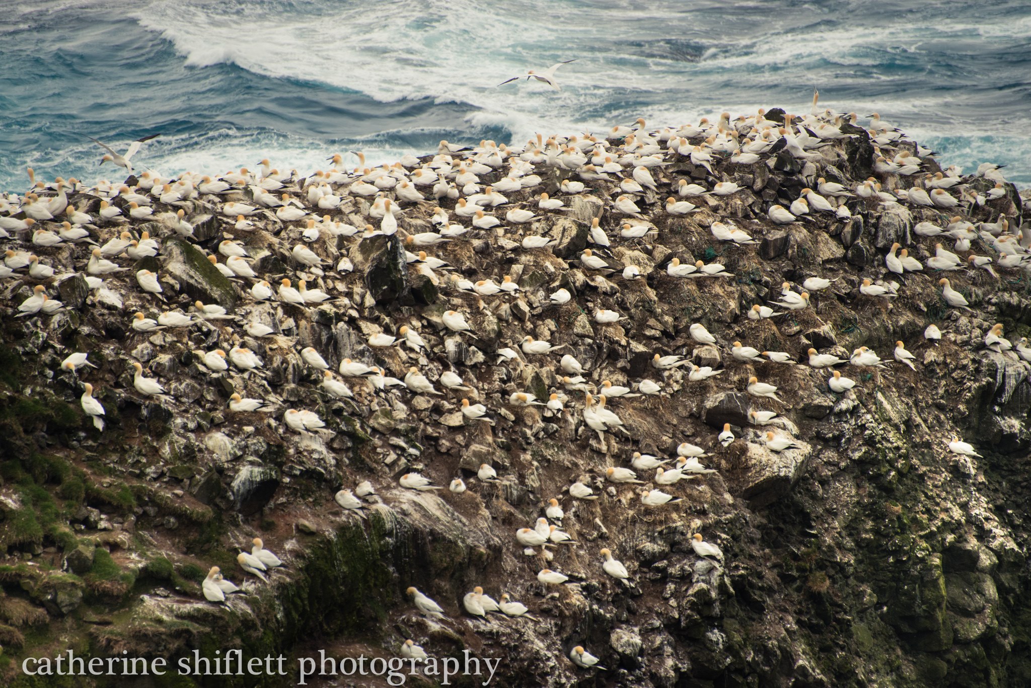 Catherine Shiflett Photography, birds on a rock in the Faroe Islands, shot on Nikon D800