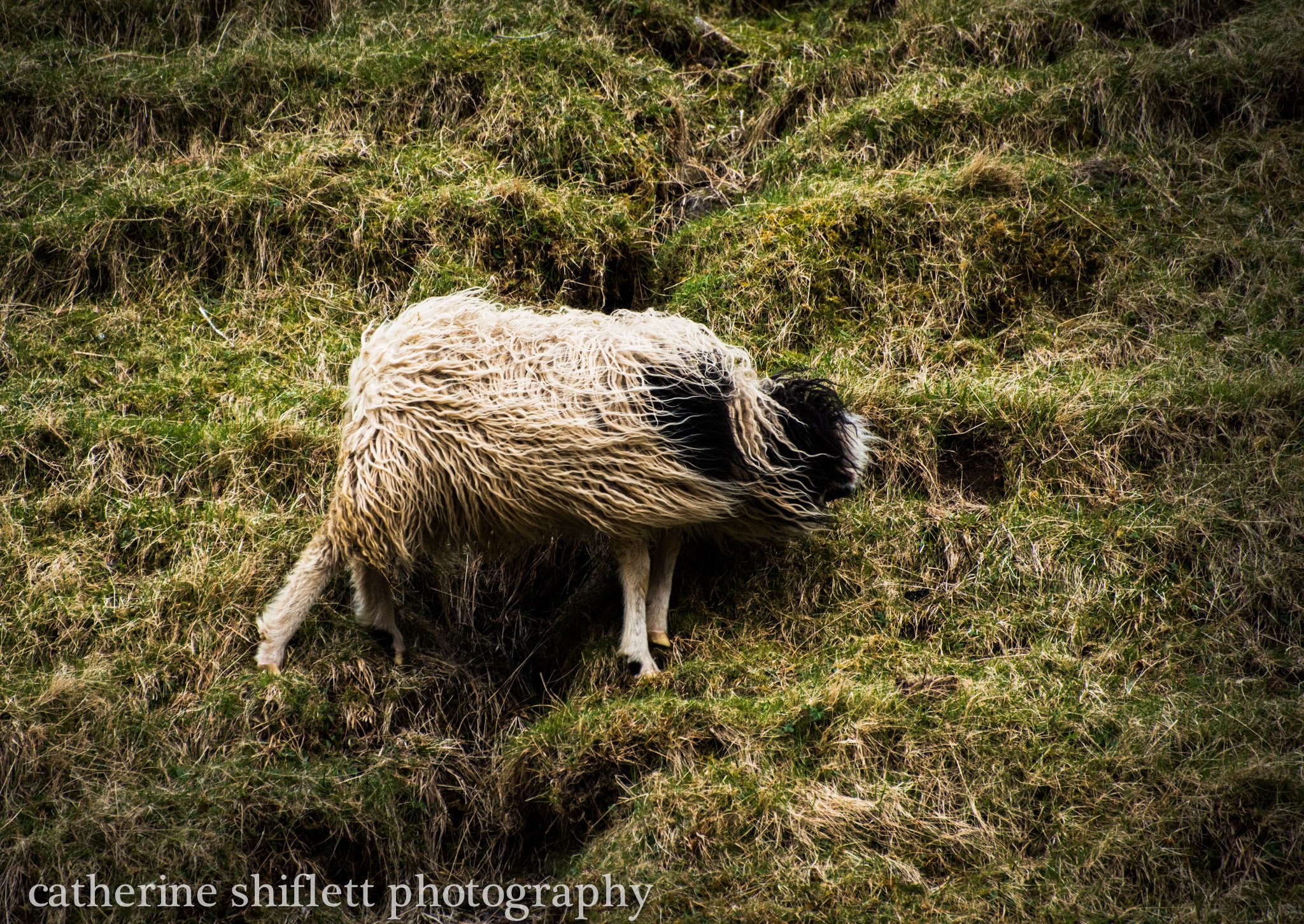 Catherine Shiflett Photography, sheep on a cliffside in the Faroe Islands, shot on Nikon D800