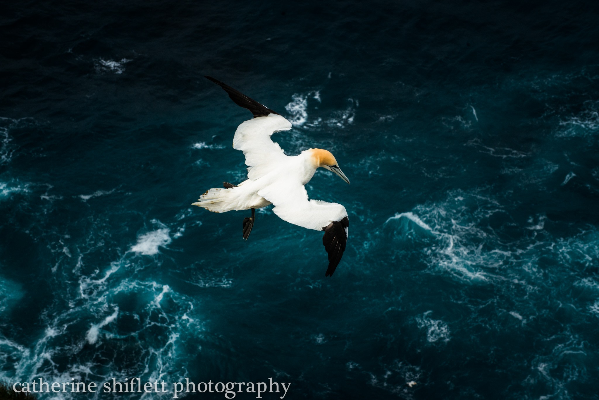 Catherine Shiflett Photography, sea bird in the Faroe Islands, shot on Nikon D800