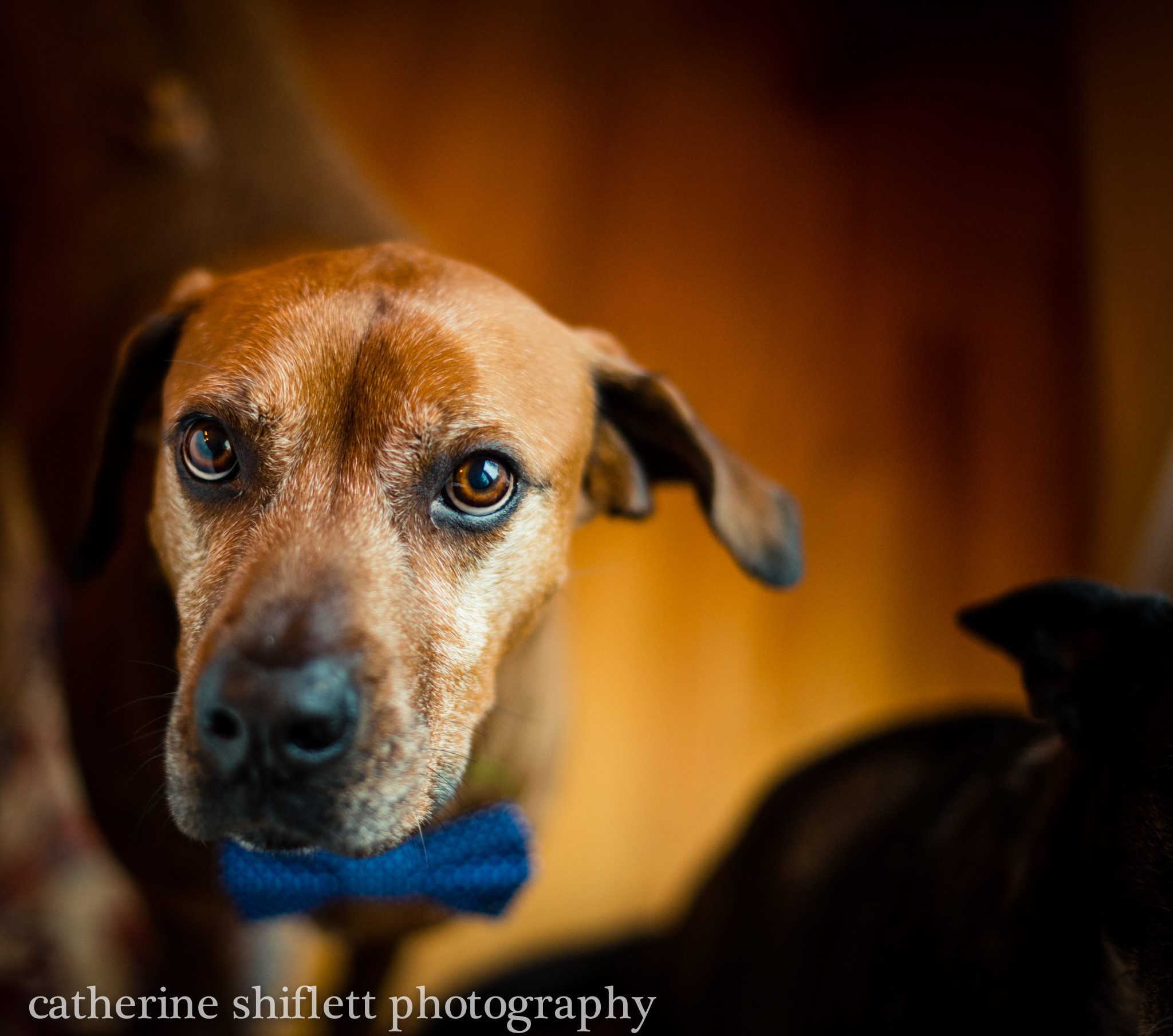 Catherine Shiflett Photography, Rhodesian Ridgeback, shot on Nikon D800