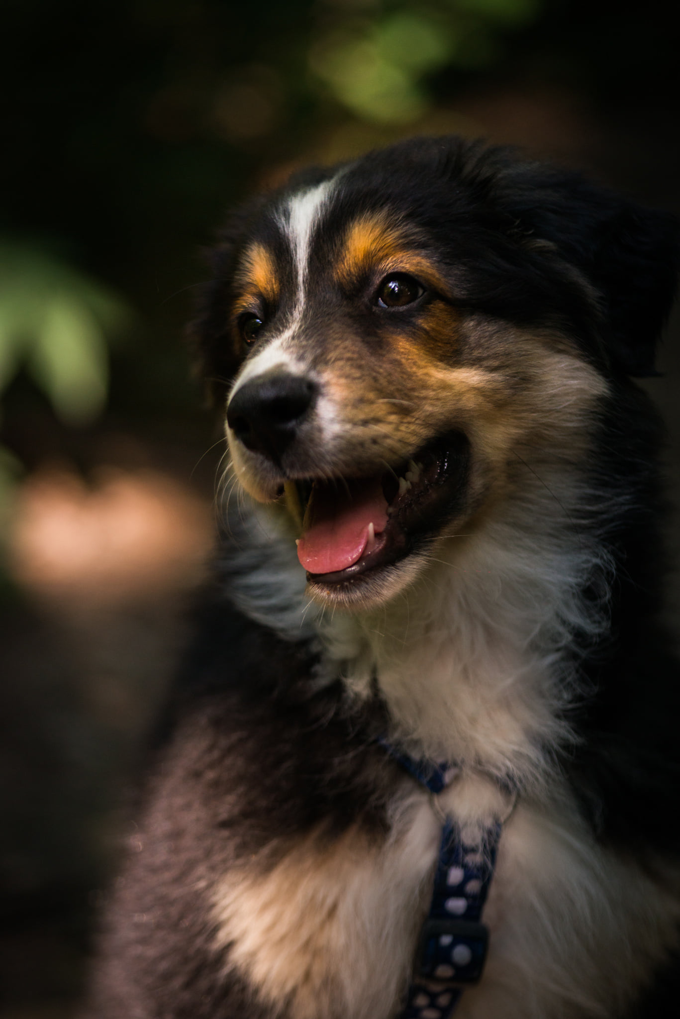 Catherine Shiflett Photography, Australian shepherd puppy, shot on Nikon D800