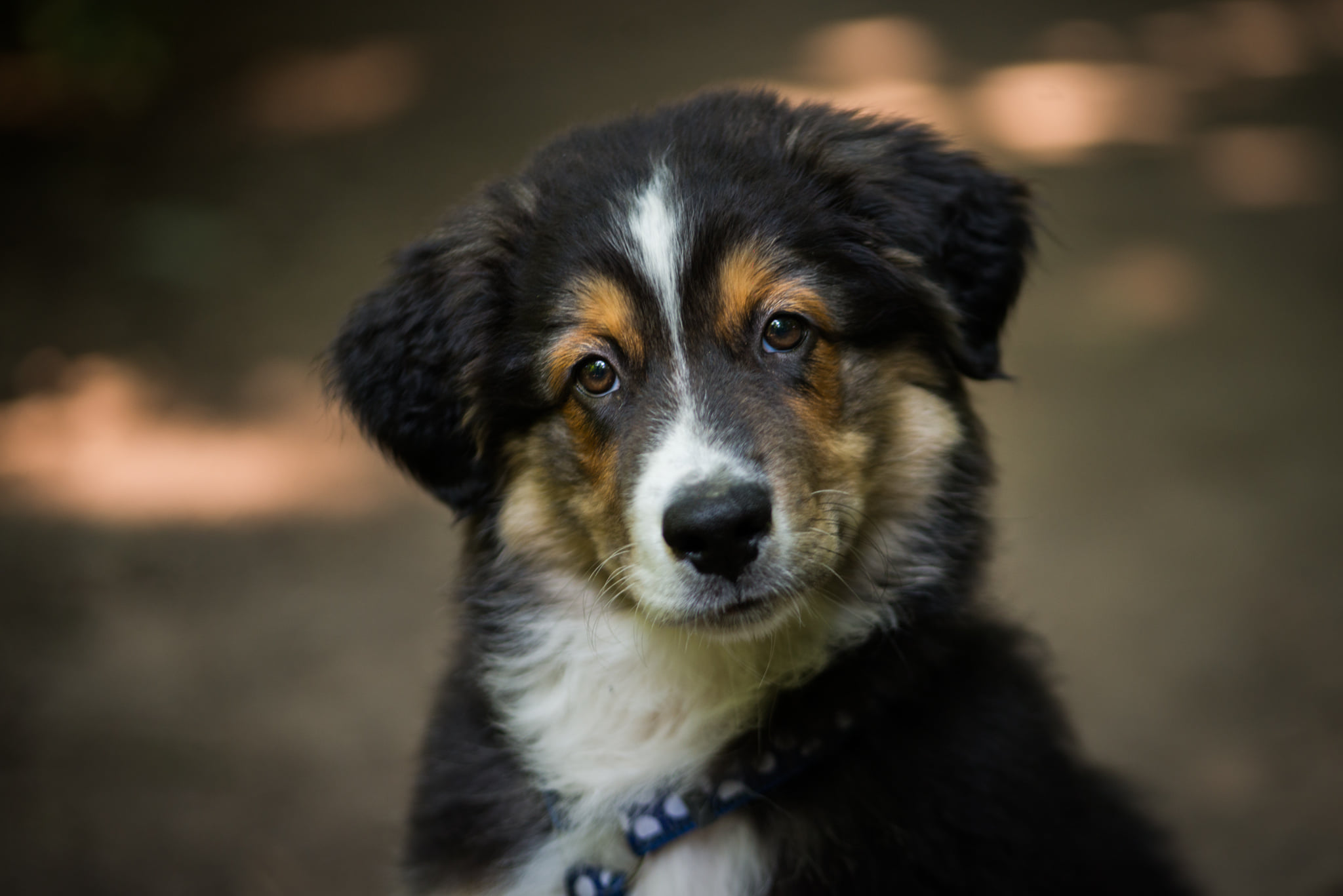 Catherine Shiflett Photography, Australian Shepherd puppy, shot on Nikon D800