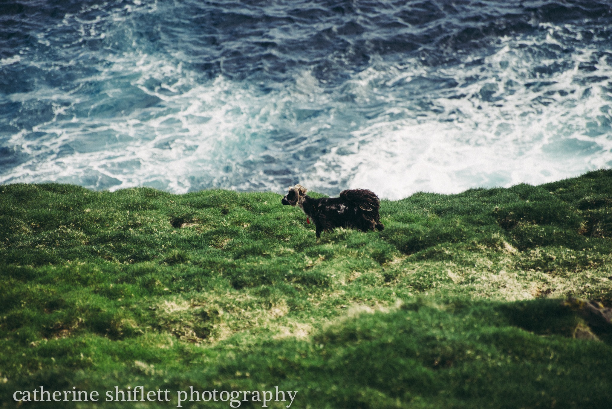 Catherine Shiflett Photography, sheep, shot on Nikon D800