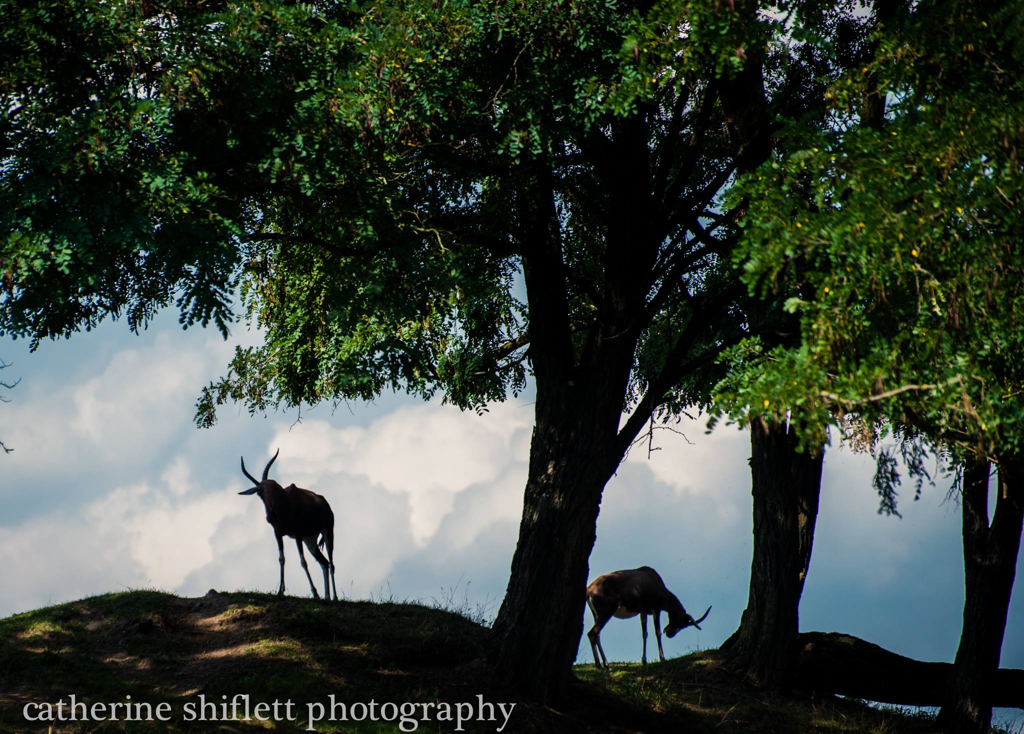 Catherine Shiflett Photography, safari in the Czech Republic, shot on Nikon D800