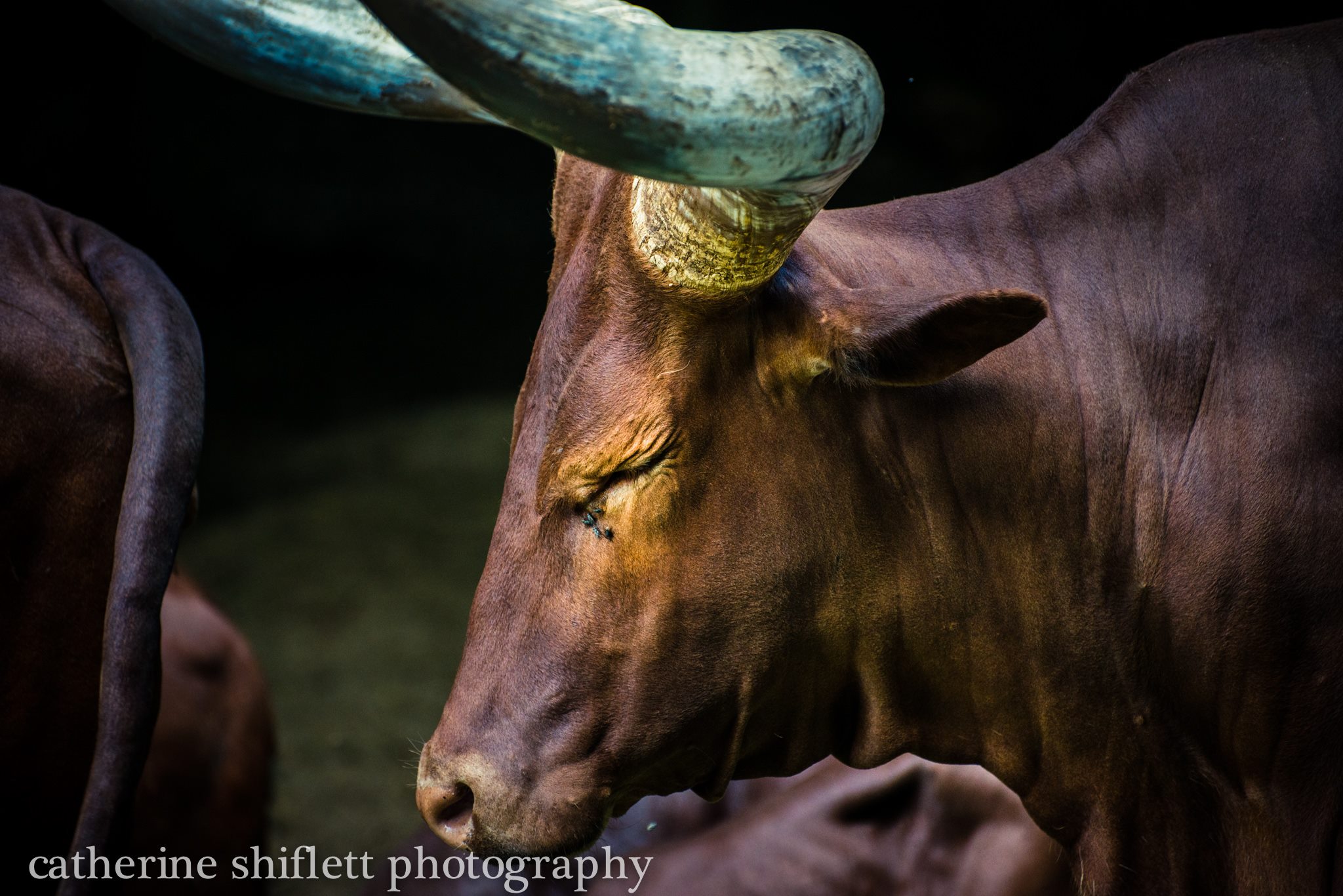 Catherine Shiflett Photography, animal photography, ox, shot on Nikon D800