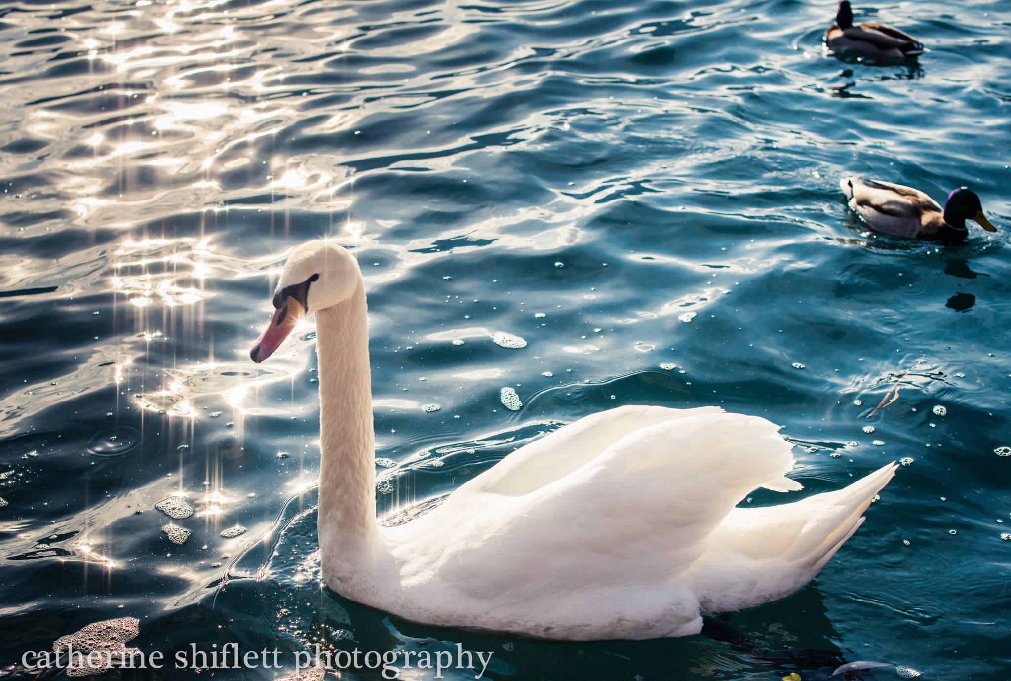 Catherine Shiflett Photography, swan on the Vltava, shot on Nikon D800